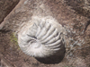 Boulder-Detail-1-Thmb